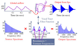 Glottal airflow and output from lips, with respective spectra. Glottal airflow and output from lips, with respective spectra.